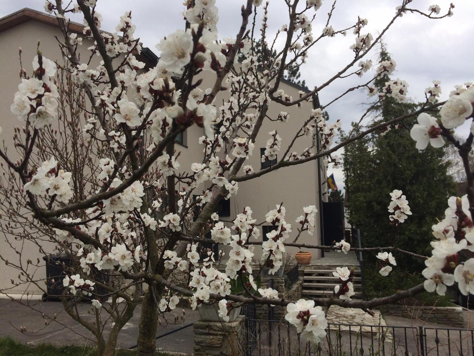 メルク Pension Marillenhof Bed & Breakfast エクステリア 写真